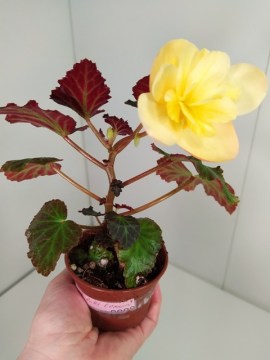 Бегония Fragrant Falls Lemon 27122020